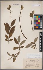 Foto von Salix caprea L. x Salix daphnoides Vill.